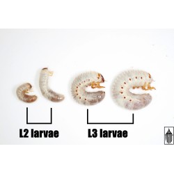 Larva L3 (Final) sin sexar, Dynastes grantii